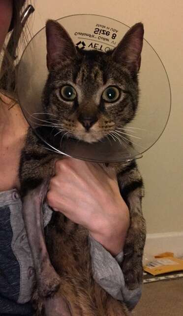 nubbies the cat after surgery