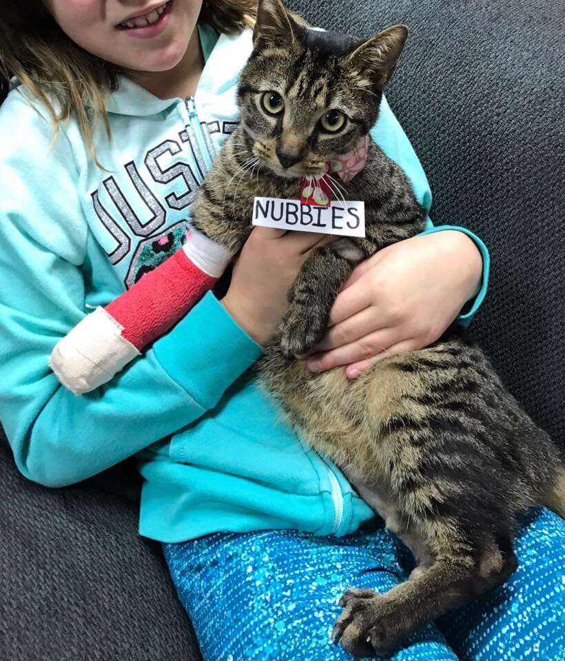 nubbies the cat with his new foster mom