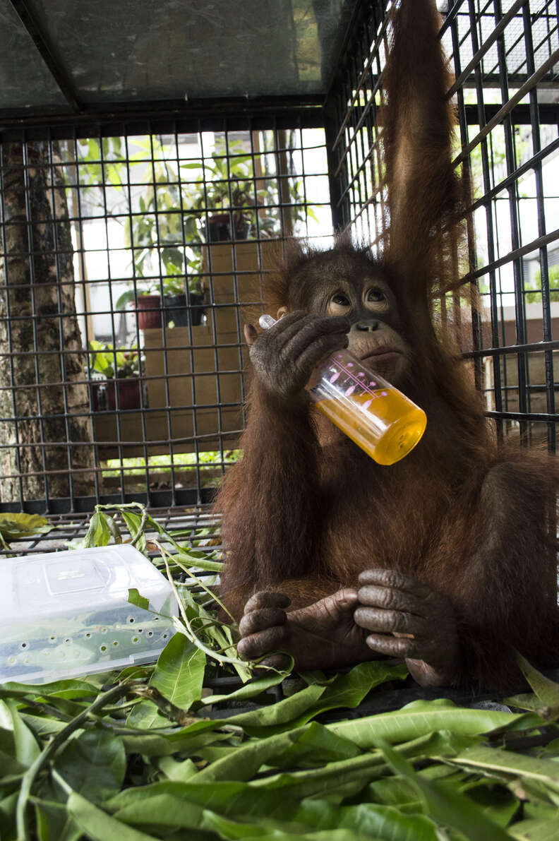 Rescued baby orangutan