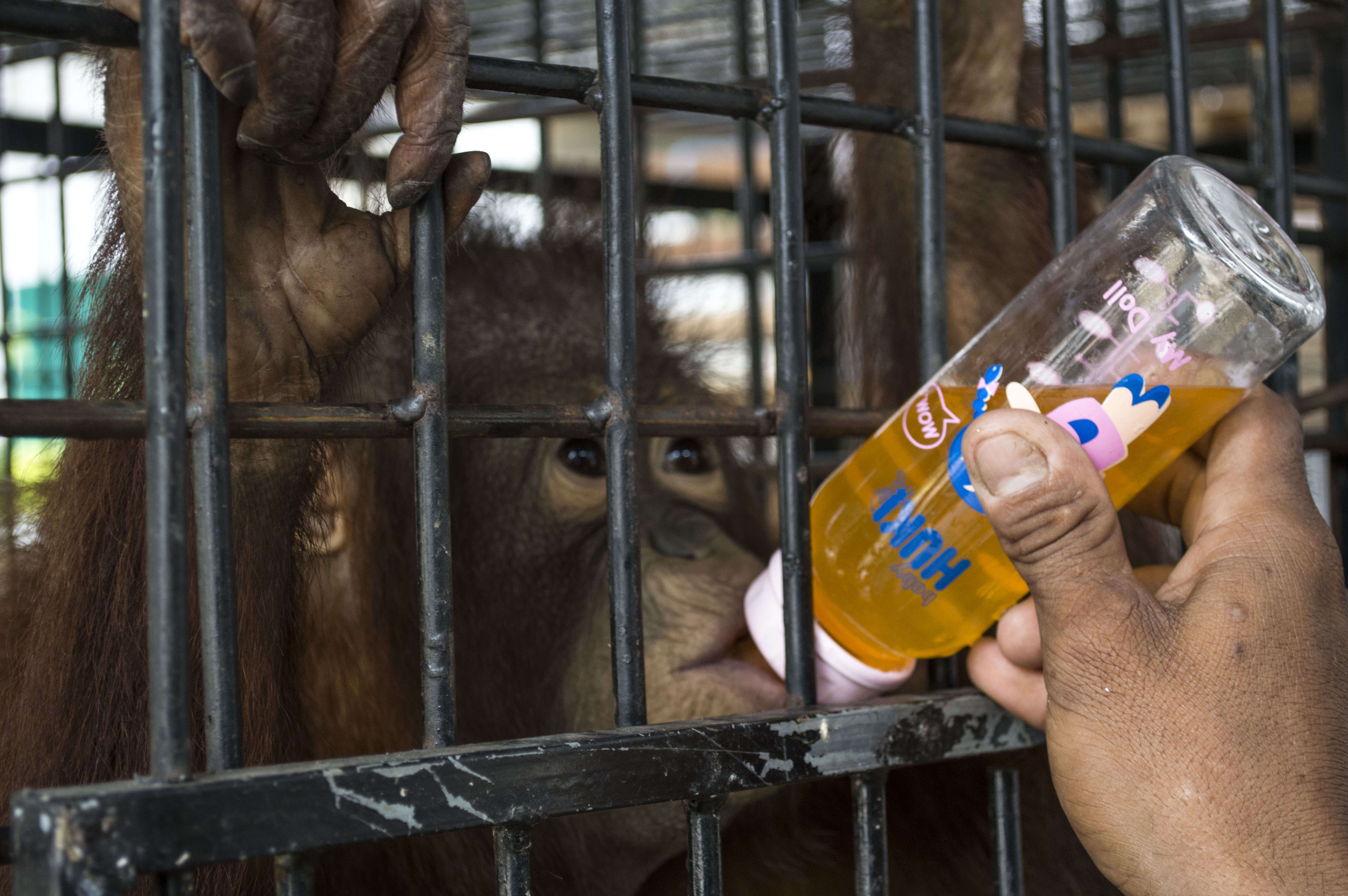 Rescued orangutan in rehab