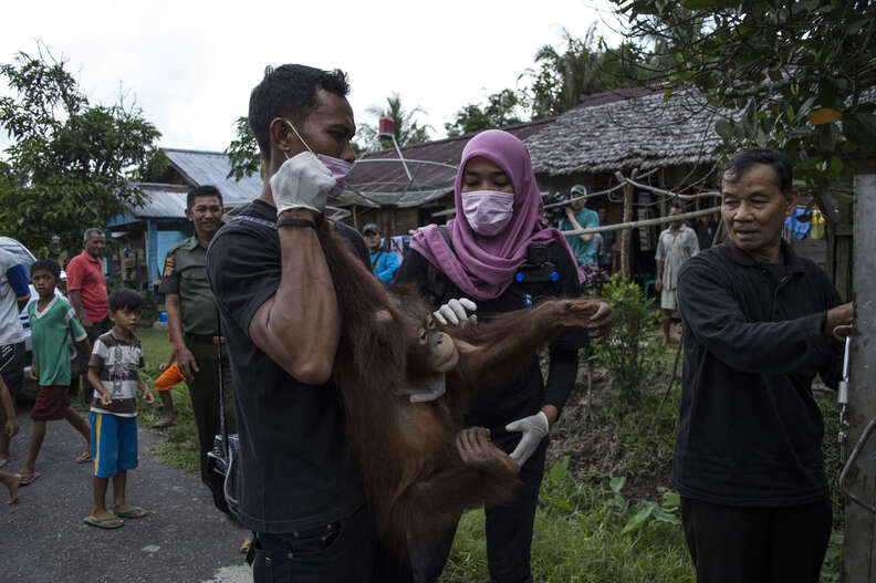 Rescued orangutan in Borneo