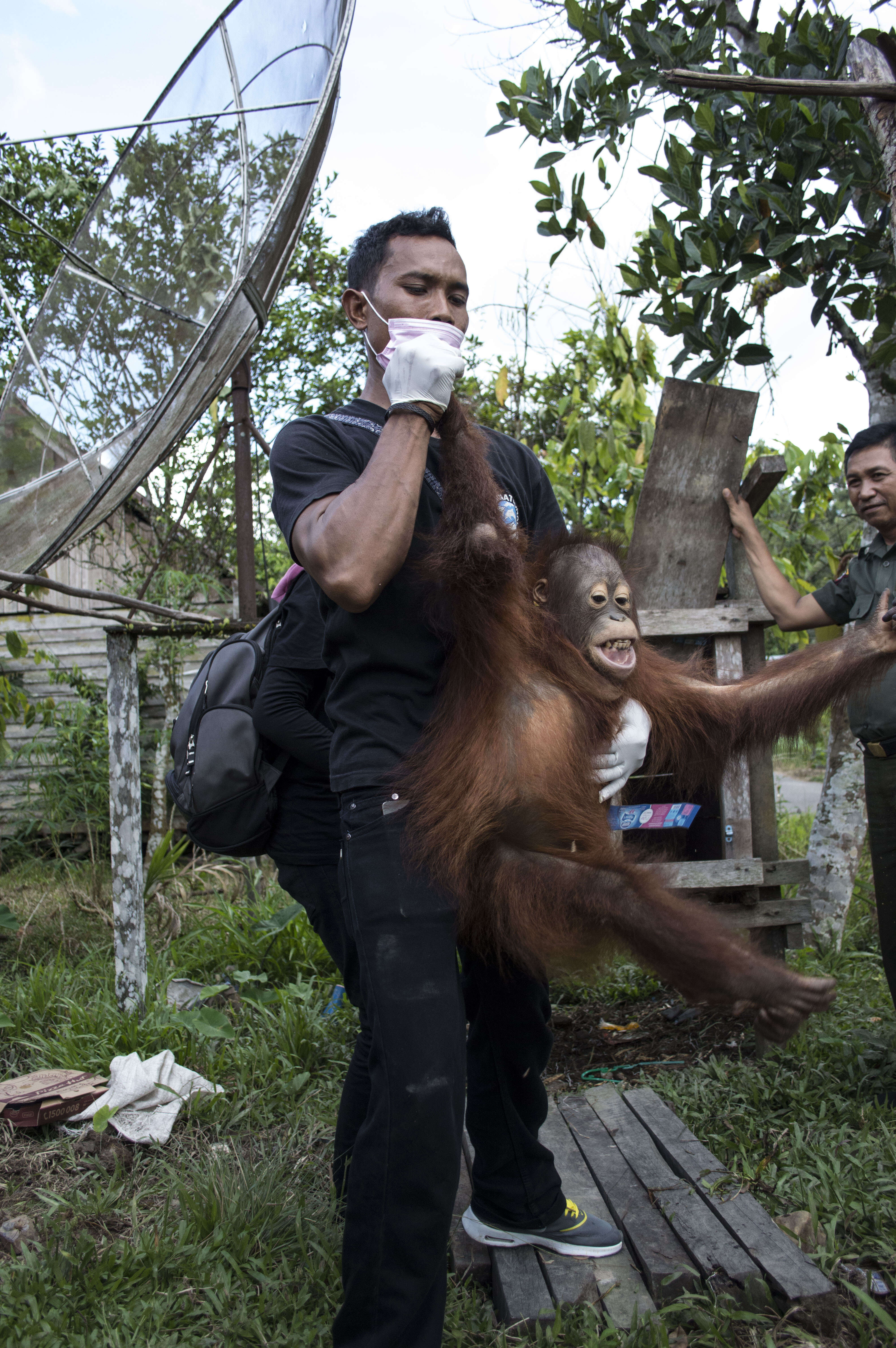 Young orangutan being rescued