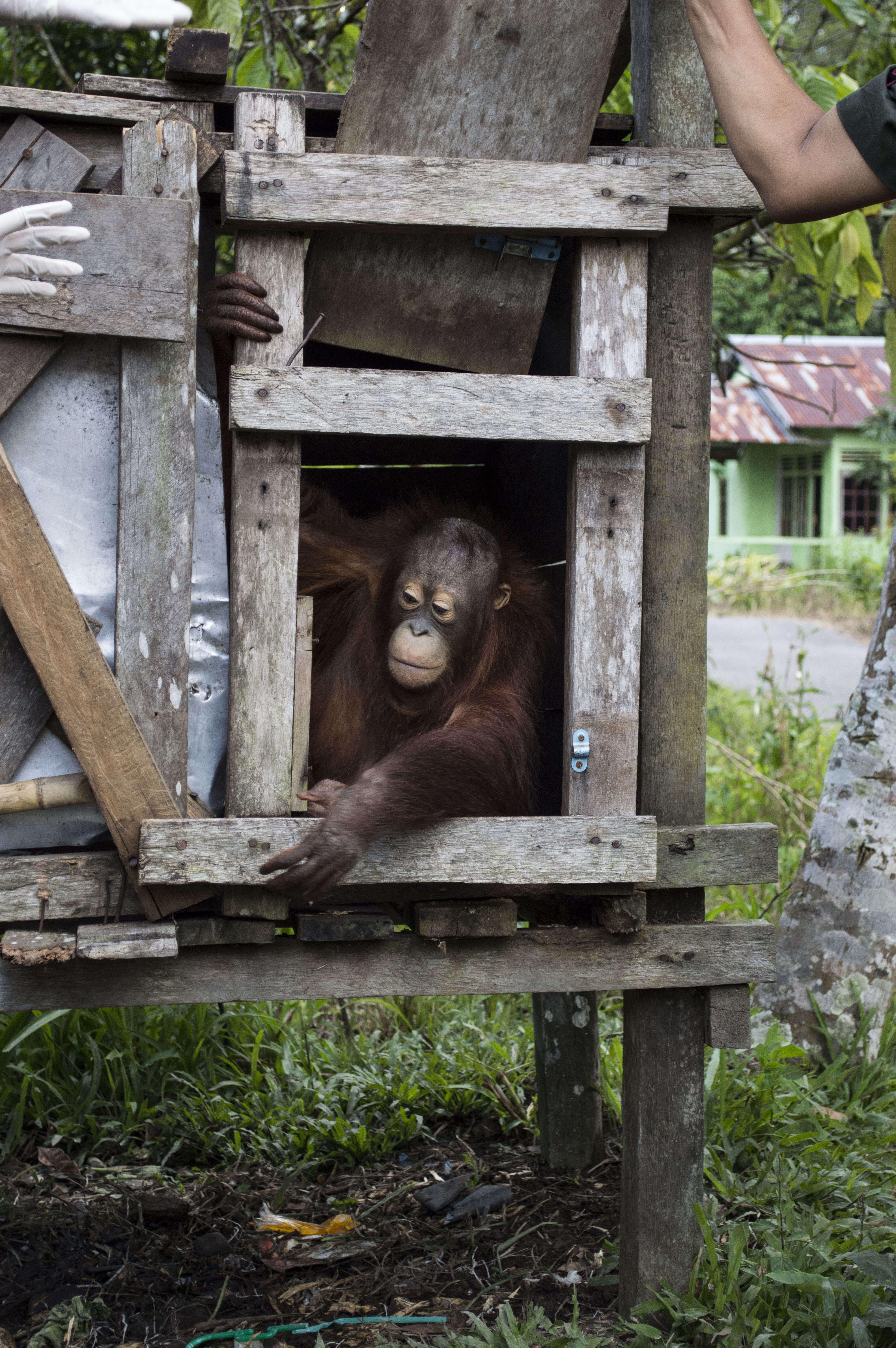 Baby orangtuan being kept inside box