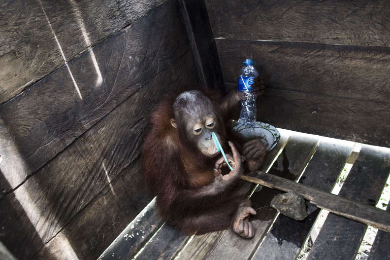 Orangutan locked inside wooden box