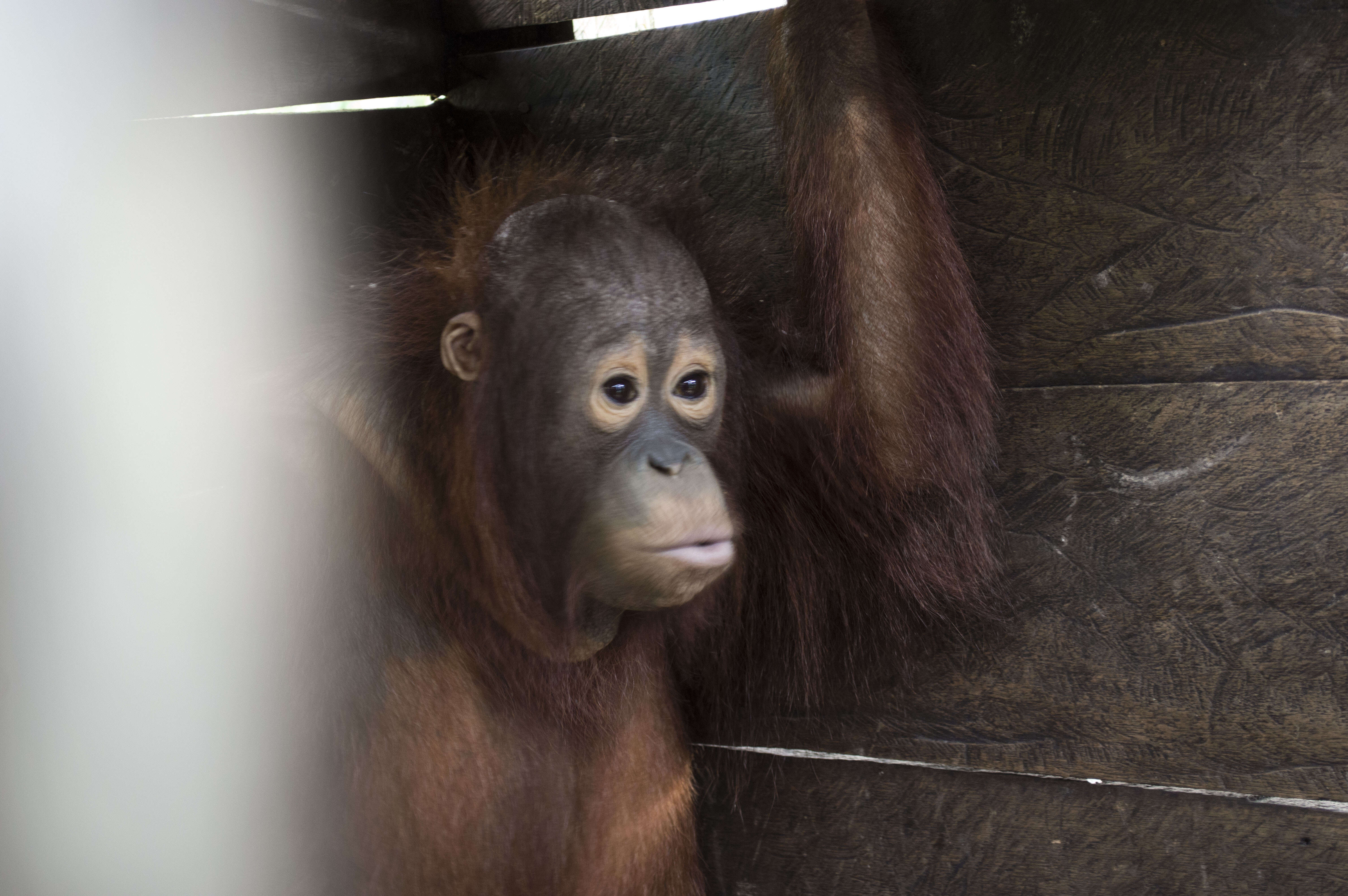 Young orangutan locked up in box