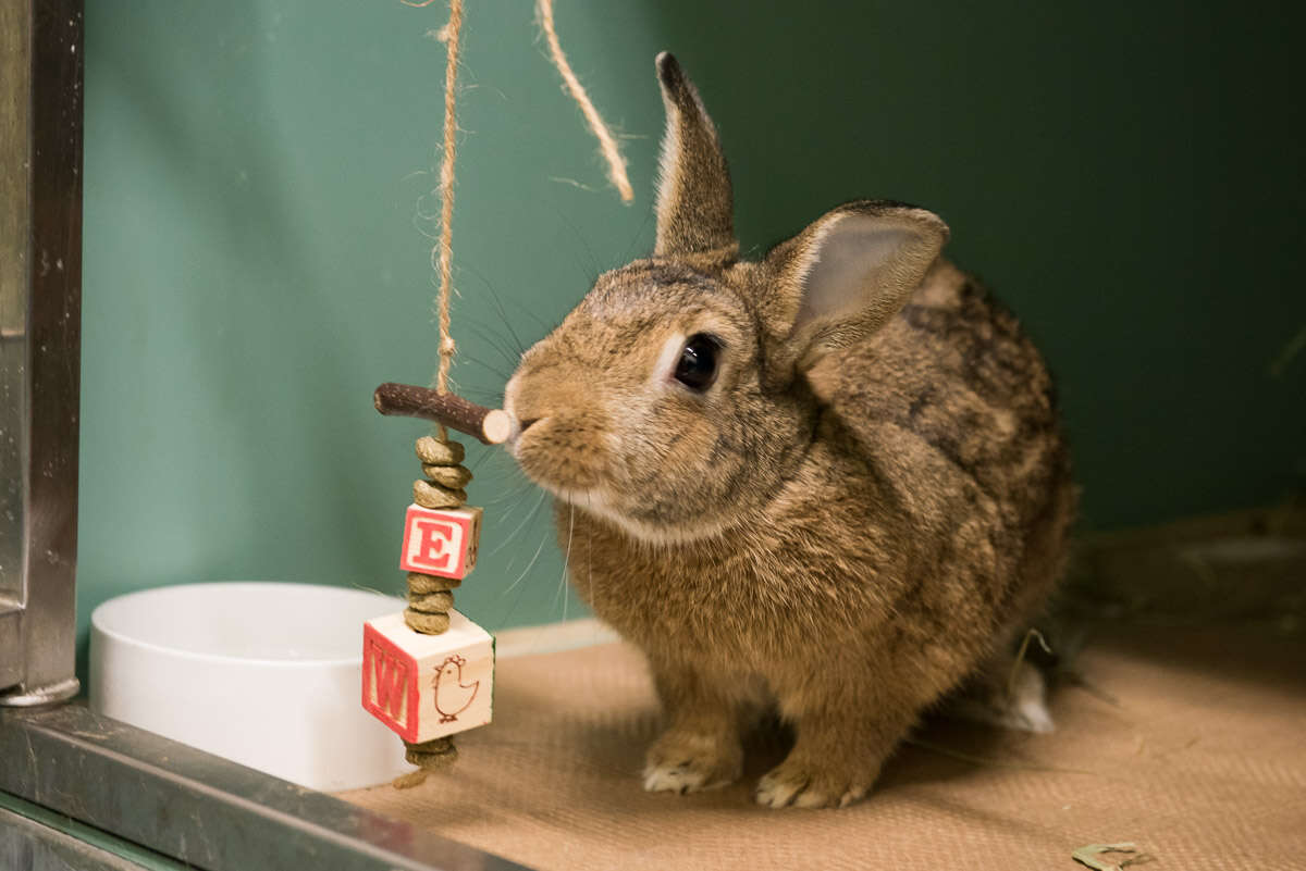 shelter rabbit playing with toys