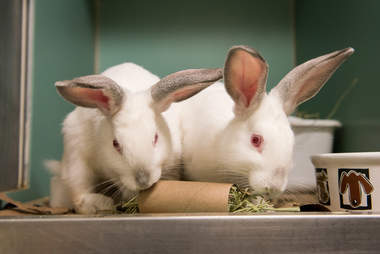 adoptable bunnies in shelter
