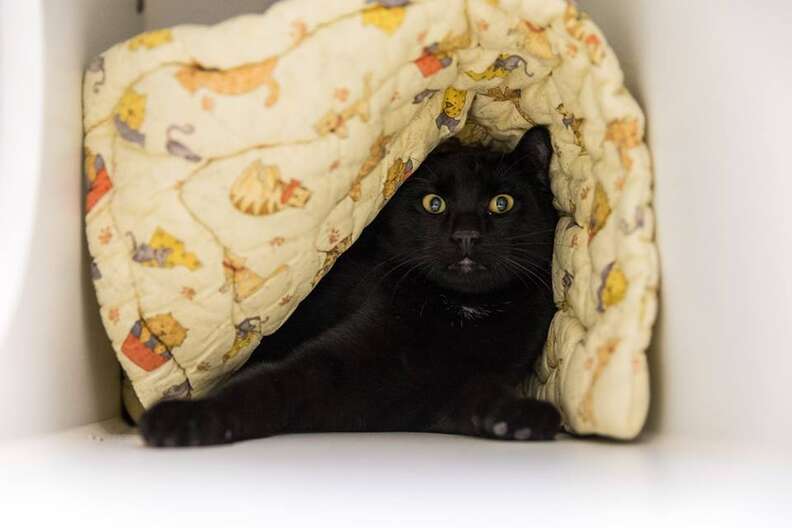 cat up for adoption in shelter
