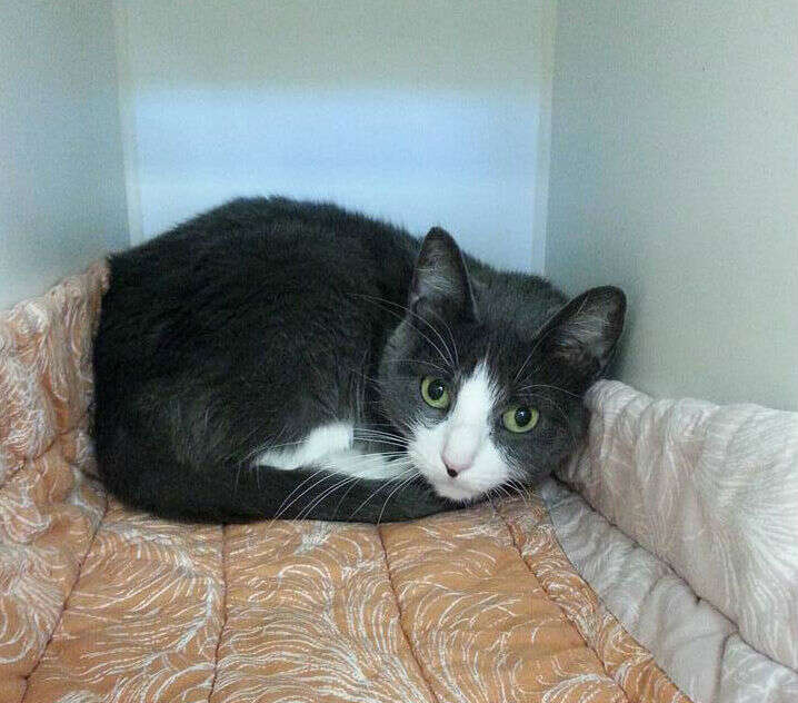 adoptable cat in shelter
