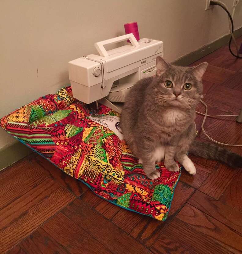 rescue cat helping sew handmade blankets for shelter animals