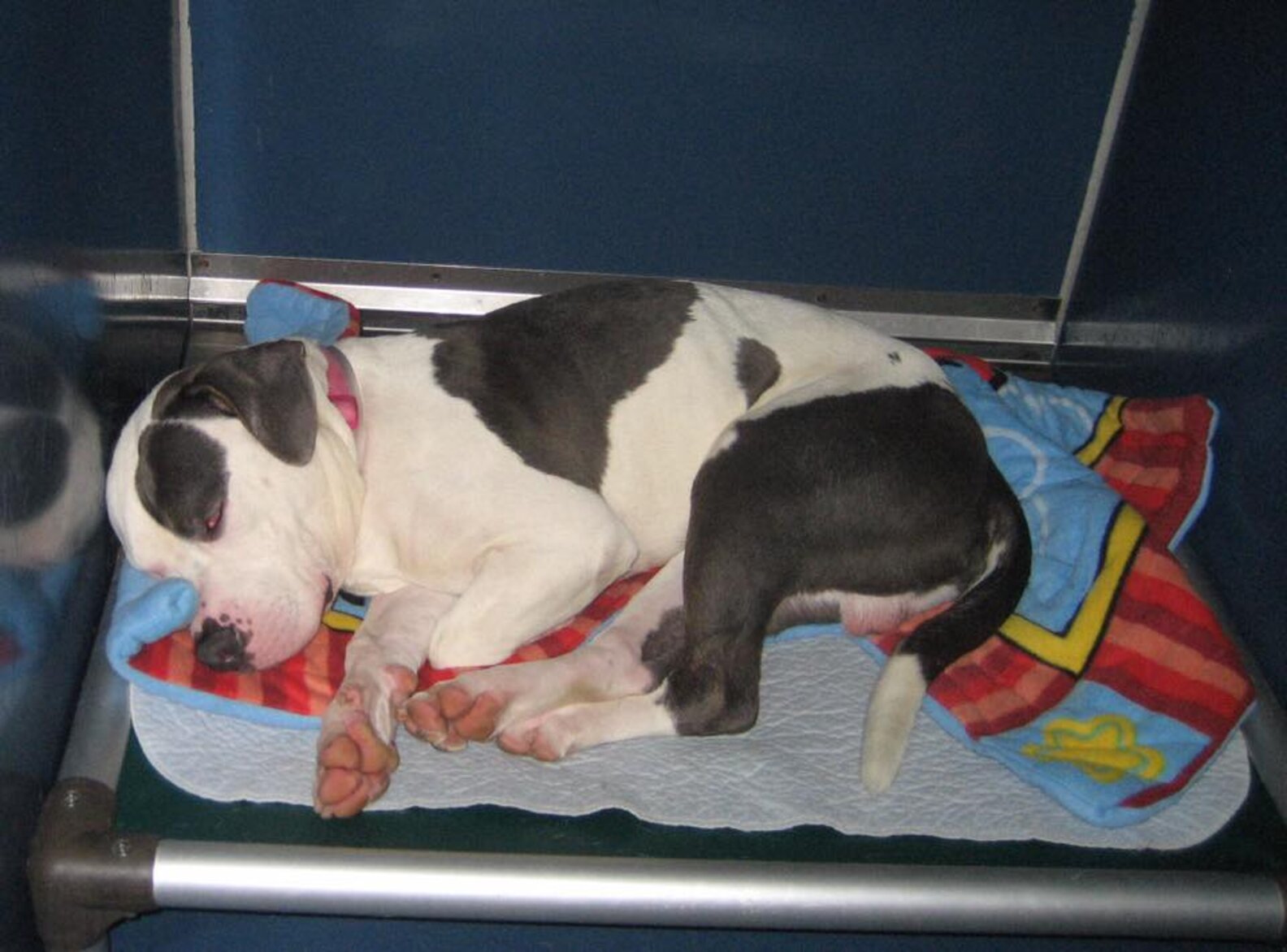 Shelter Gives Dogs Homemade Blankets To Help Them Get Adopted The Dodo