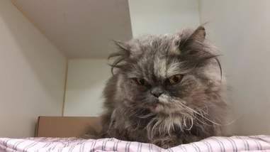 shelter cat