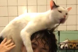Cat Loves His Dad's Wet Hair