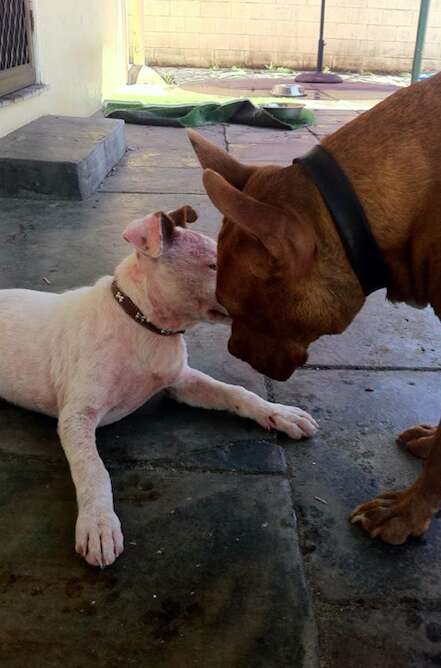 Two rescue dogs sniffing each other