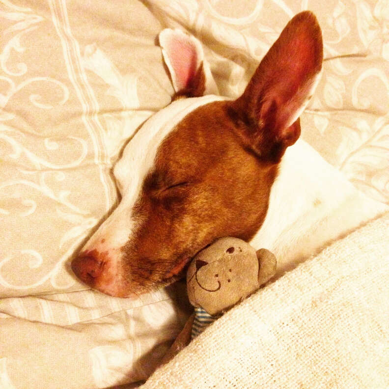 Rescue dog tucked into bed