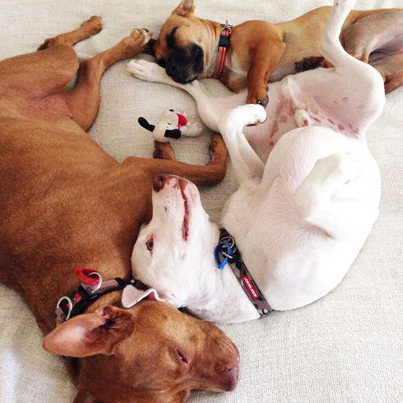 Three rescue dogs cuddling together