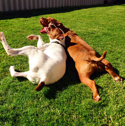 Rescue dogs playing in yard