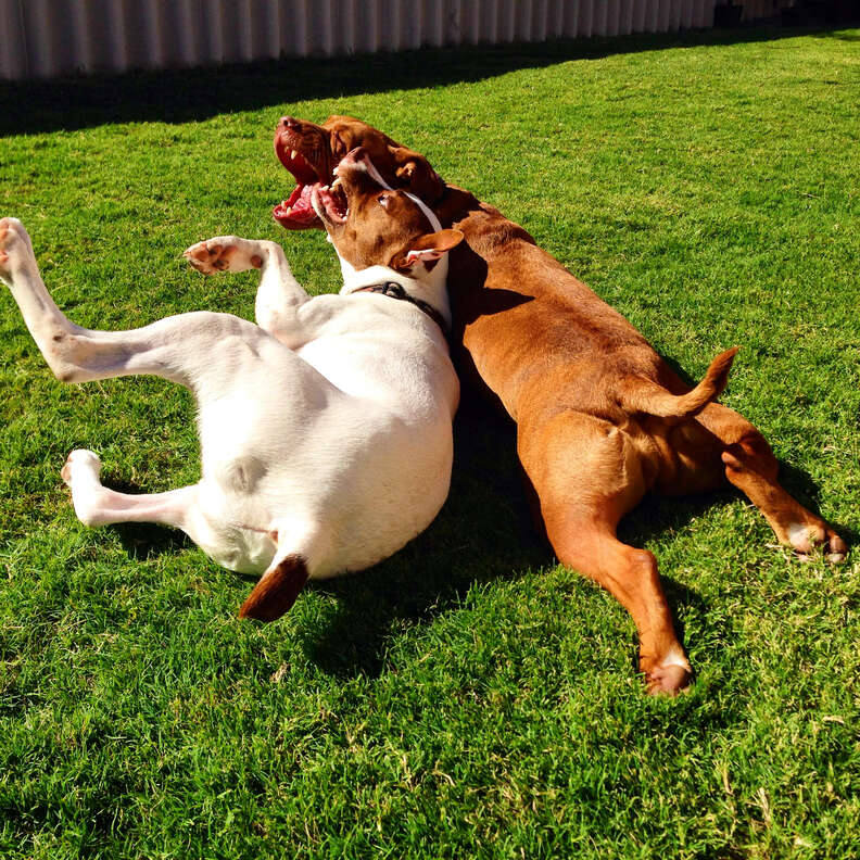 Rescue dogs playing in yard