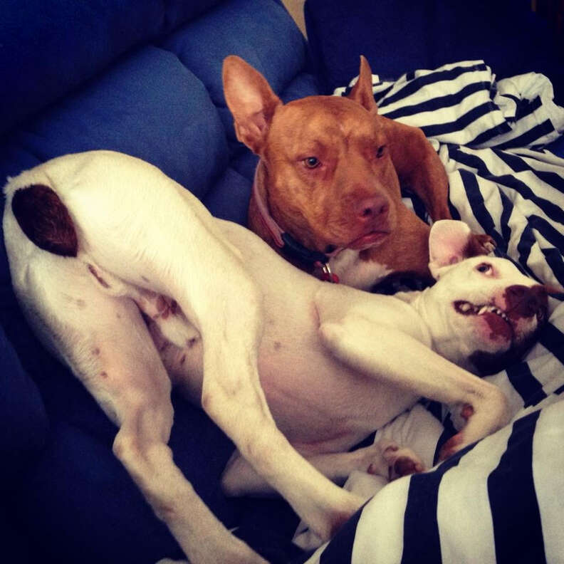 Rescue dogs snuggling together