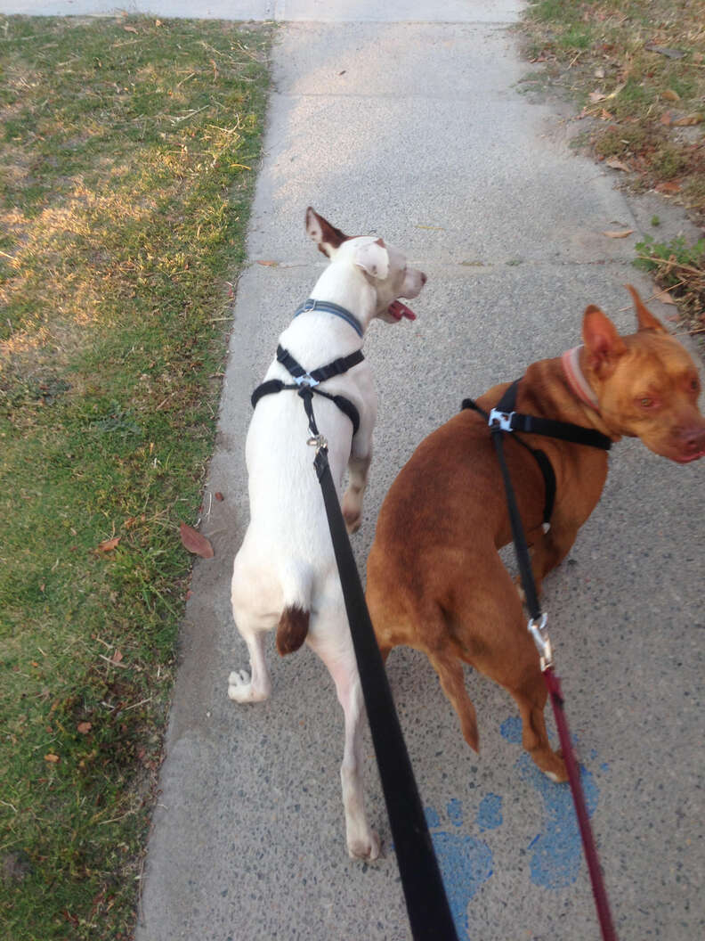 Rescue dogs going for a walk