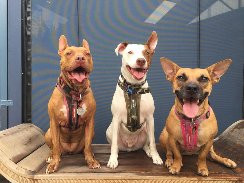 Three rescue dogs