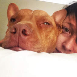 Staffy rescue dog