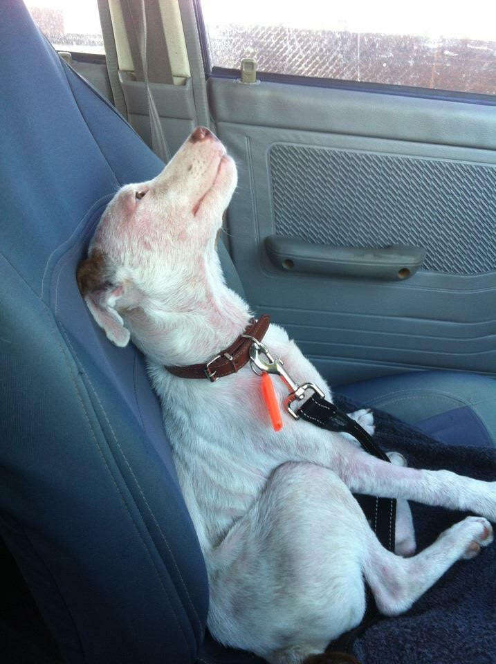 Rescue puppy with mange