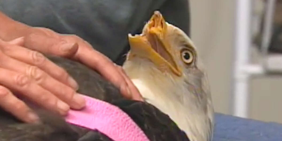 Bald Eagle Gets A 3D-Printed Beak - Videos - The Dodo