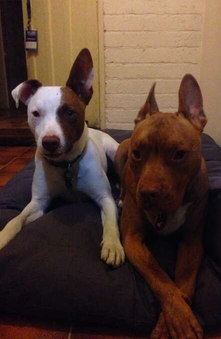 Two rescue dogs sharing a bed