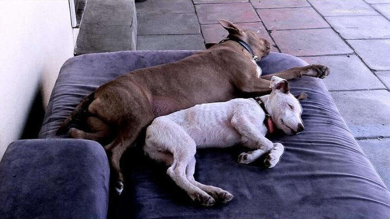 Rescue dogs napping together