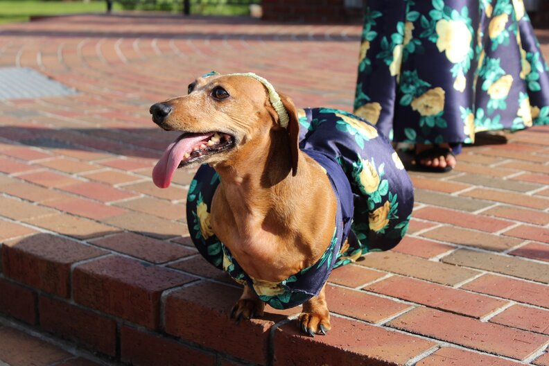 Girl Makes Matching Prom Outfit For Her Rescue Dog - The Dodo