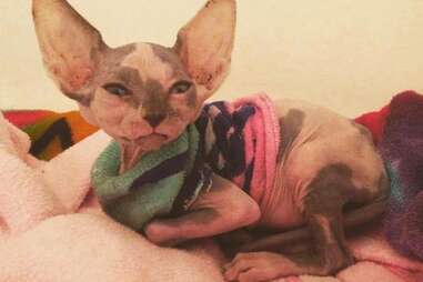 hairless kitten works at vet clinic