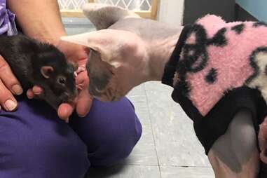 hairless cat works at vet clinic