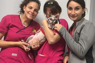 hairless cat works at vet clinic