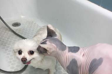 hairless cat works at vet clinic