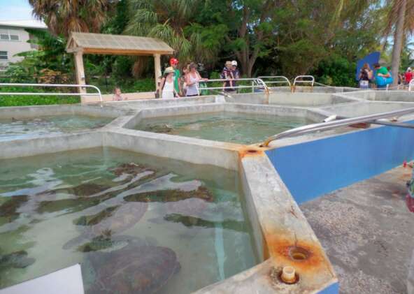 Tank at Cayman Turtle Centre