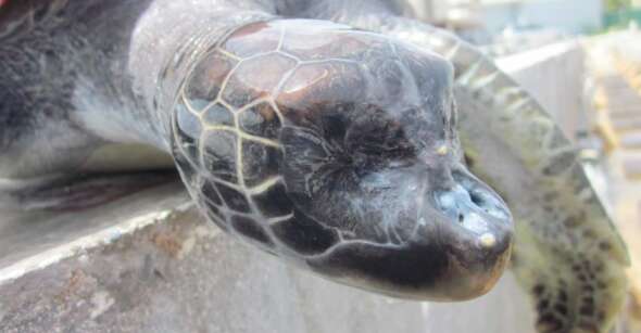 Captive bred turtle with genetic defect