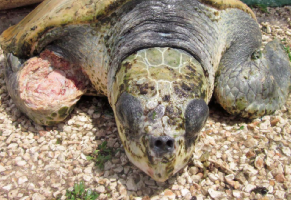 Popular Sea Turtle Attraction Raises Endangered Animals For Meat - The Dodo