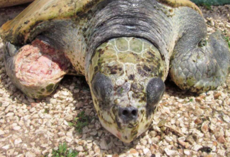 Popular Sea Turtle Attraction Raises Endangered Animals For Meat - The Dodo