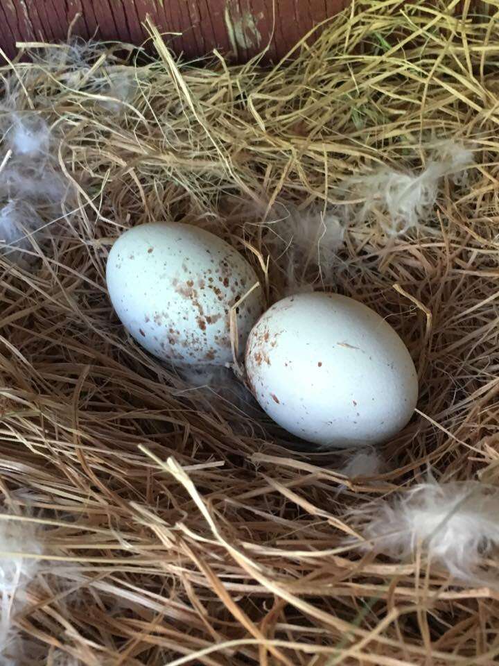 eggs lain by a flightless red-shouldered hawk
