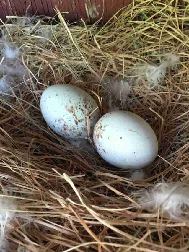 Flightless Hawk Raises Orphaned Baby Birds As Her Own - The Dodo