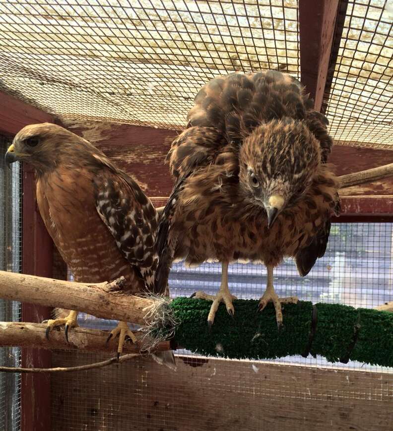 Surrogate mother hawk and an orphan she raised