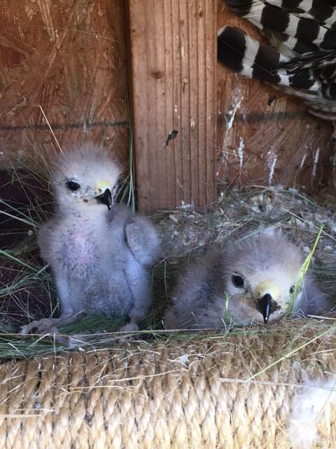 Baby red-shouldered hawks being raised by surrogate