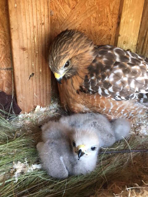 Flightless hawk being a surrogate mom to an orphan