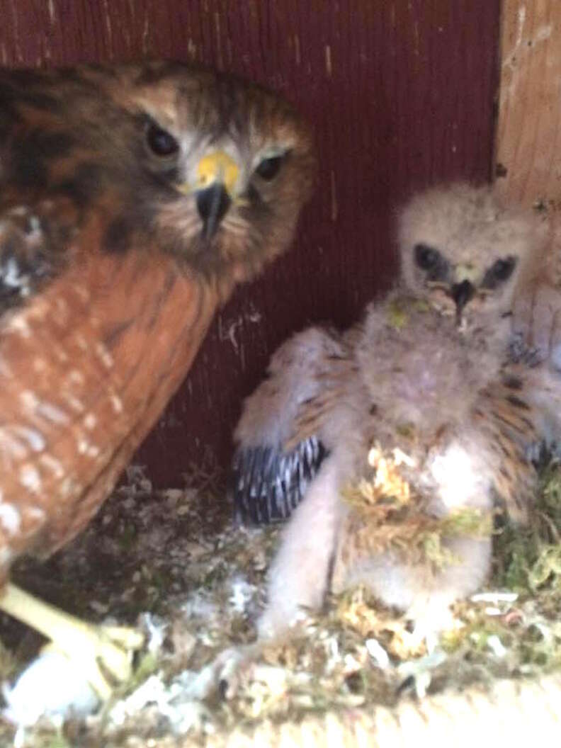 Flightless Hawk Raises Orphaned Baby Birds As Her Own - The Dodo