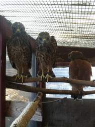 Flightless hawk helps raise orphans