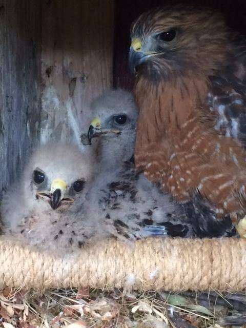 Surrogate hawk mom raises baby orphans