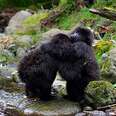 baby gorillas hug 