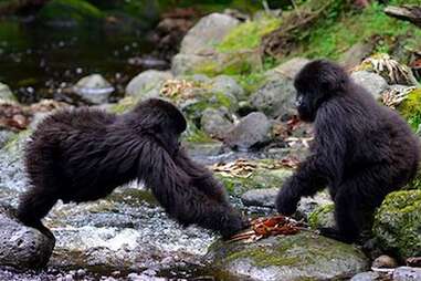 baby gorillas