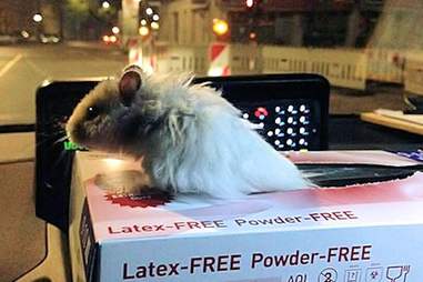 Berlin Police Rescue A Lost Hamster The Dodo